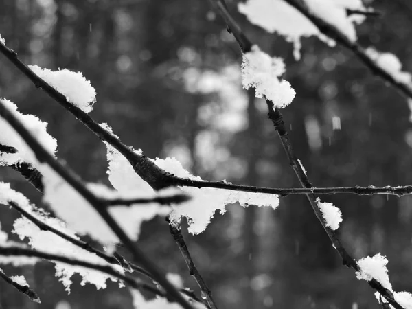 Black White Twigs Snow — Stock Photo, Image