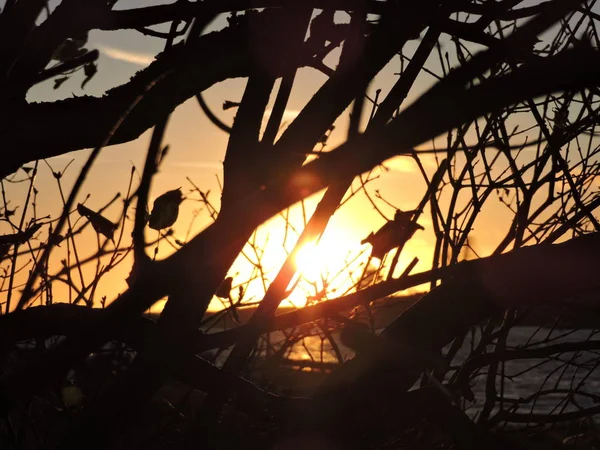 斯韦奥博格岛上的日落树 — 图库照片
