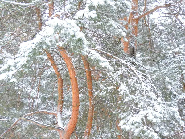 Чудове Соснове Дерево Білому Снігу — стокове фото
