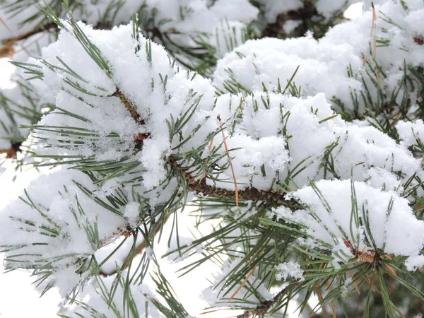 Snow Green Pine Needles — Stock Photo, Image