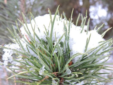 Beyaz Çam iğneleri karda