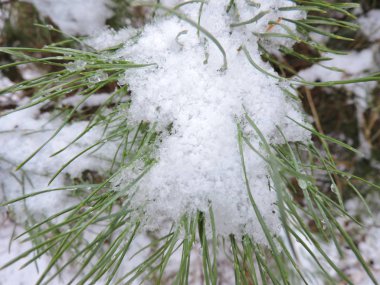 Çam iğneleri günü kar kristal