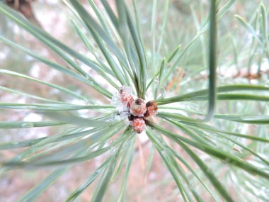 Makro görünümü pinecones ve Çam iğneleri