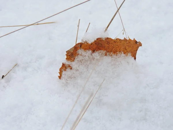 Πορτοκαλί Φύλλα Στο Χιόνι — Φωτογραφία Αρχείου