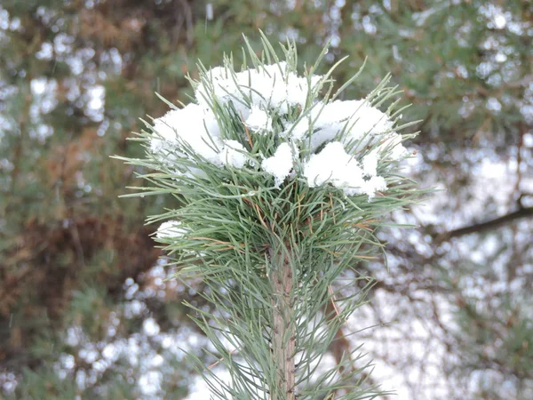 松の枝の雪のキャップ — ストック写真