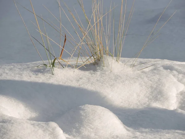 多雪的冬天风景与草 — 图库照片