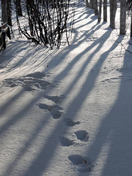 Impronte Neve Sulla Neve Nella Foresta Invernale — Foto Stock