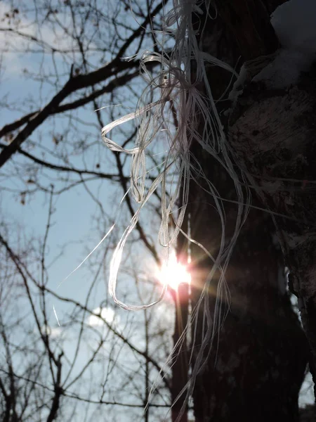 用树照亮冬日景色 — 图库照片
