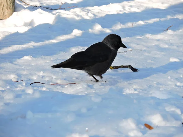 Черная Птица Белом Снегу — стоковое фото