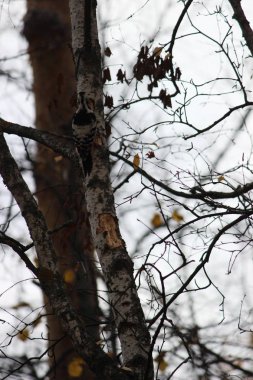 Ağaçtaki ağaçkakan