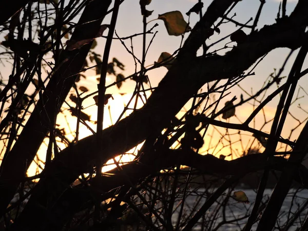 树间的秋日日落天空 — 图库照片