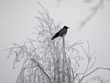  Karga donmuş ağaç üzerinde