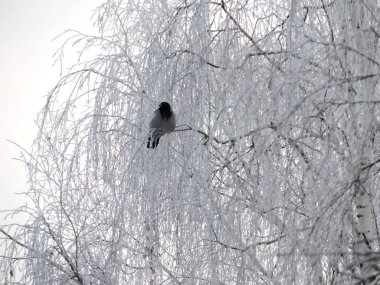 Kuş karlı ağaç üzerinde