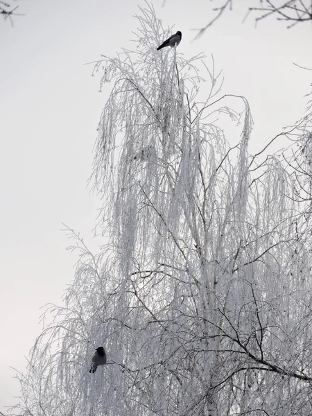 Twee Vogels Winter Boom — Stockfoto