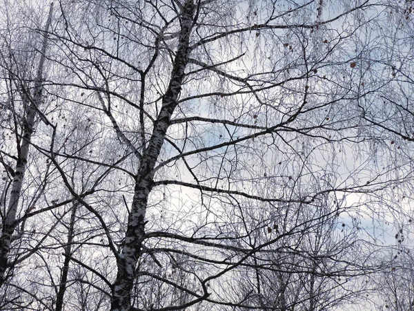Winterlandschap Met Bomen — Stockfoto