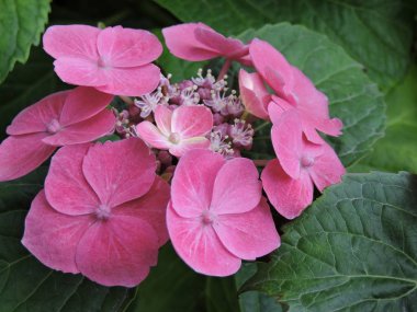 Bahçedeki güzel pembe çiçekler