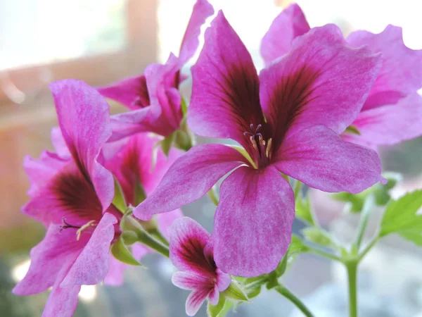 Яркие Фиолетовые Цветы Саду — стоковое фото