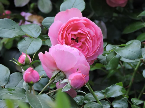 Encantadoras Rosas Rosadas Parque Verano —  Fotos de Stock