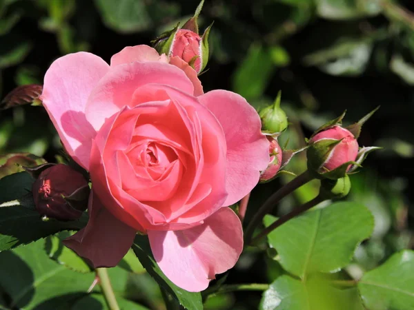 Rosa Tierna Día Soleado —  Fotos de Stock