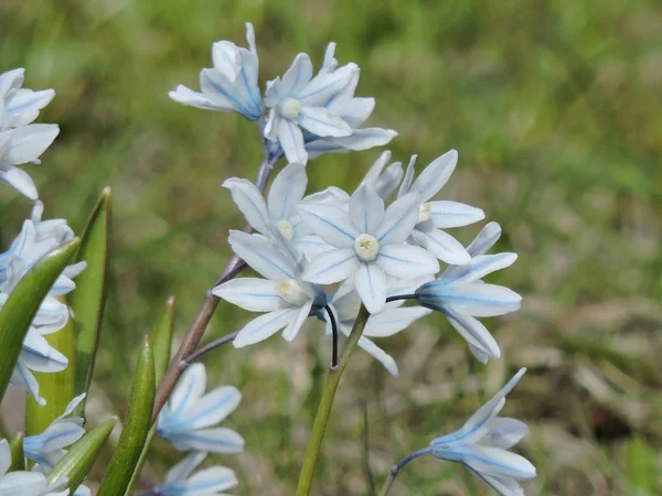 Fleurs Bleues Dans Prairie Printemps — Photo