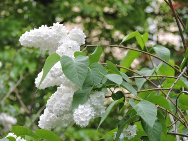 Çiçek açan beyaz leylak dalı