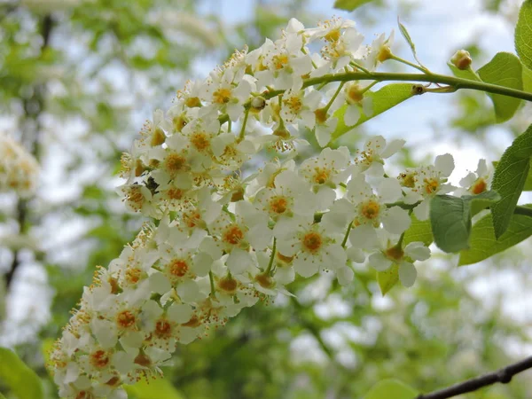 Jardim Primavera Dia Ensolarado — Fotografia de Stock