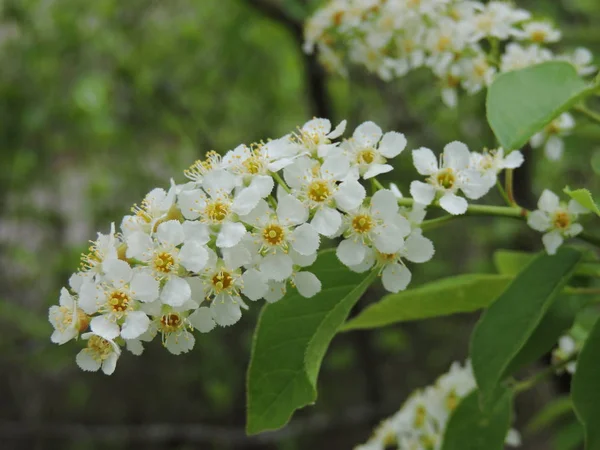 Gren Med Vita Blommor Våren — Stockfoto