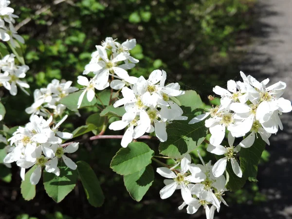 Bílý Kvetoucí Větev Parku — Stock fotografie