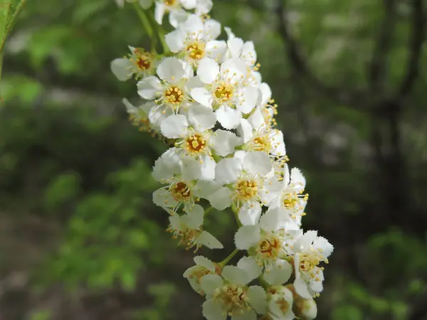 Bonito Ramo Florescendo Primavera — Fotografia de Stock