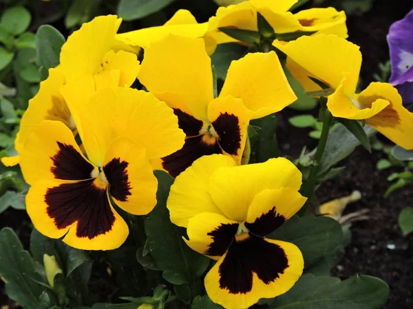Яркие Желтые Цветы Саду — стоковое фото