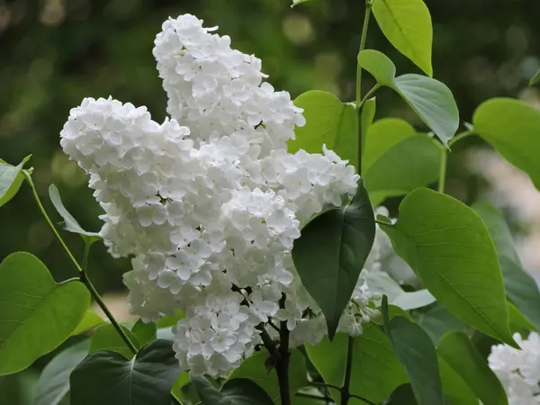 Bahçede beyaz leylak