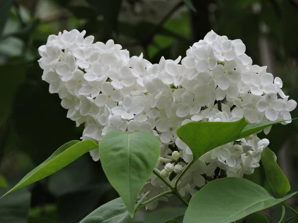 Parkta güzel beyaz leylak