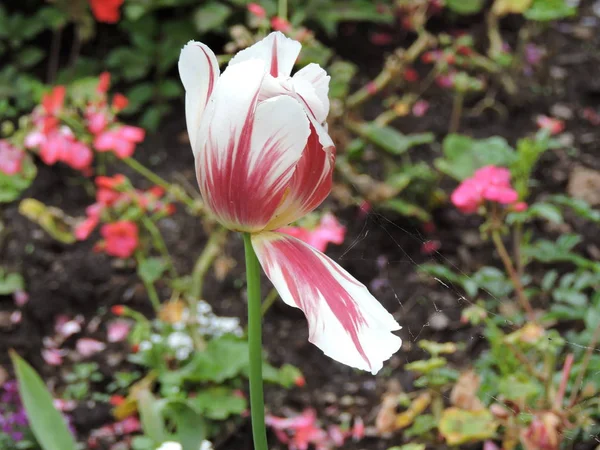 Белый Розовый Тюльпан Саду — стоковое фото