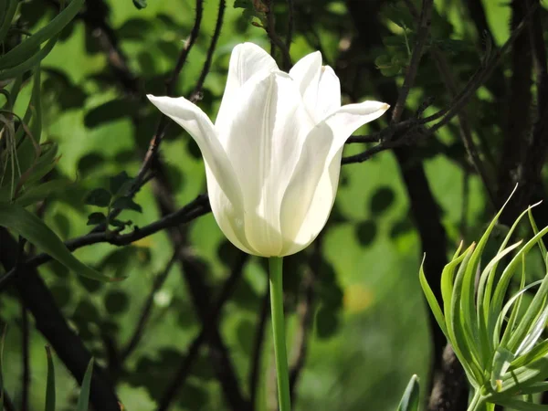 Tulipe Blanche Brillante Dans Jardin — Photo