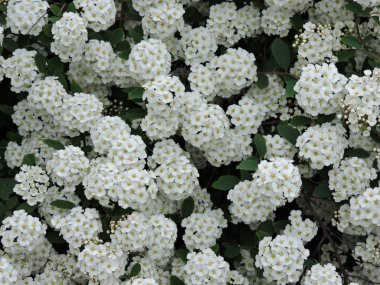 Parkta beyaz çiçek açan ağaç