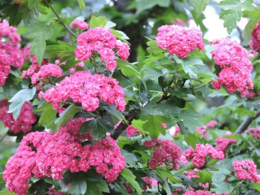 Parkta pembe çiçek açan ağaç