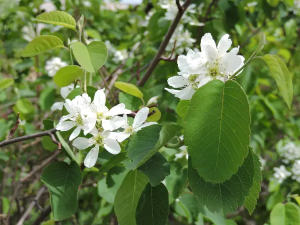 Vita Blommor Den Blommande Bushen — Stockfoto