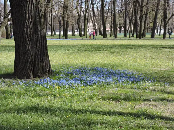 Flores Azules Parque Primavera — Foto de Stock