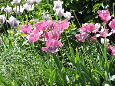 Beyaz ve pembe laleler