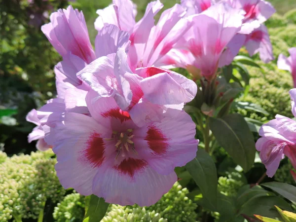 Bahçedeki Pembe Çiçekler — Stok fotoğraf