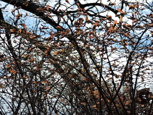 春天树的叶子 — 图库照片