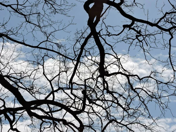 Weergave Van Takken Blauwe Hemelachtergrond — Stockfoto