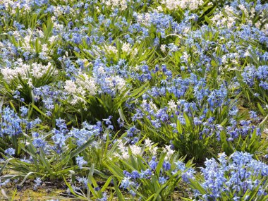 Çiçekli bahar çayırı