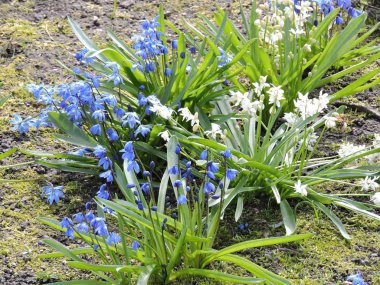 Mavi ve beyaz çiçekler ile çayır