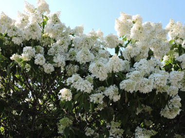 Beyaz çiçek açan bush ile güzel manzara