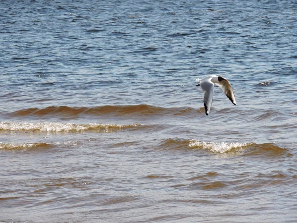 Flying seagull over the Baltic sea