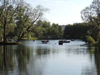 Bahçede sarı akasya