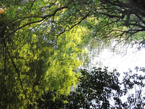 Schöne Reflexion Des Baumes See — Stockfoto