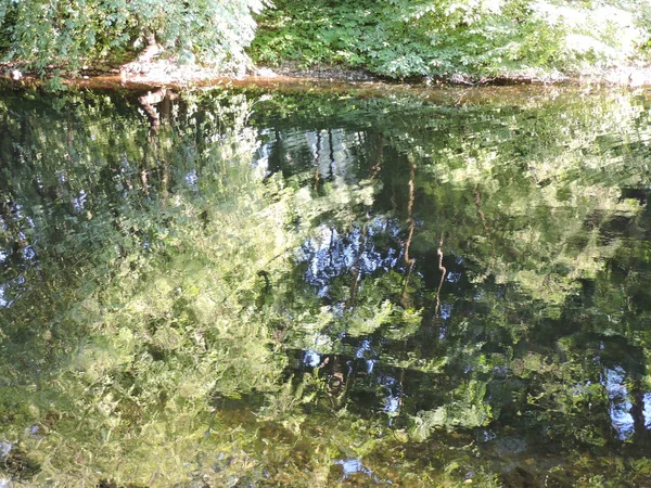 Reflektion Gröna Träd Sjön — Stockfoto