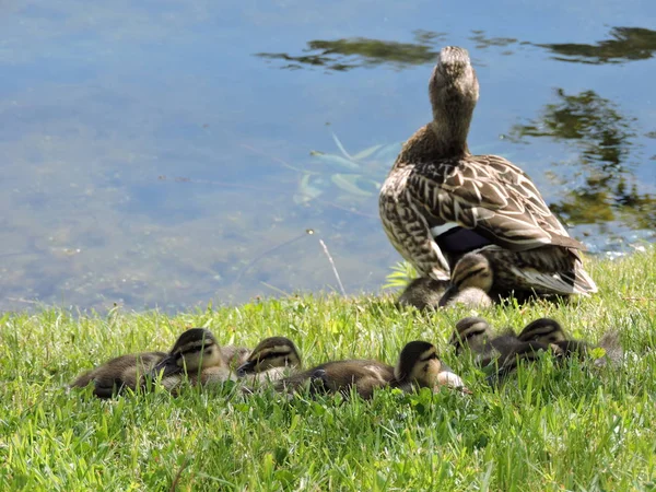 Ente Mit Entchen Sommerpark — Stockfoto